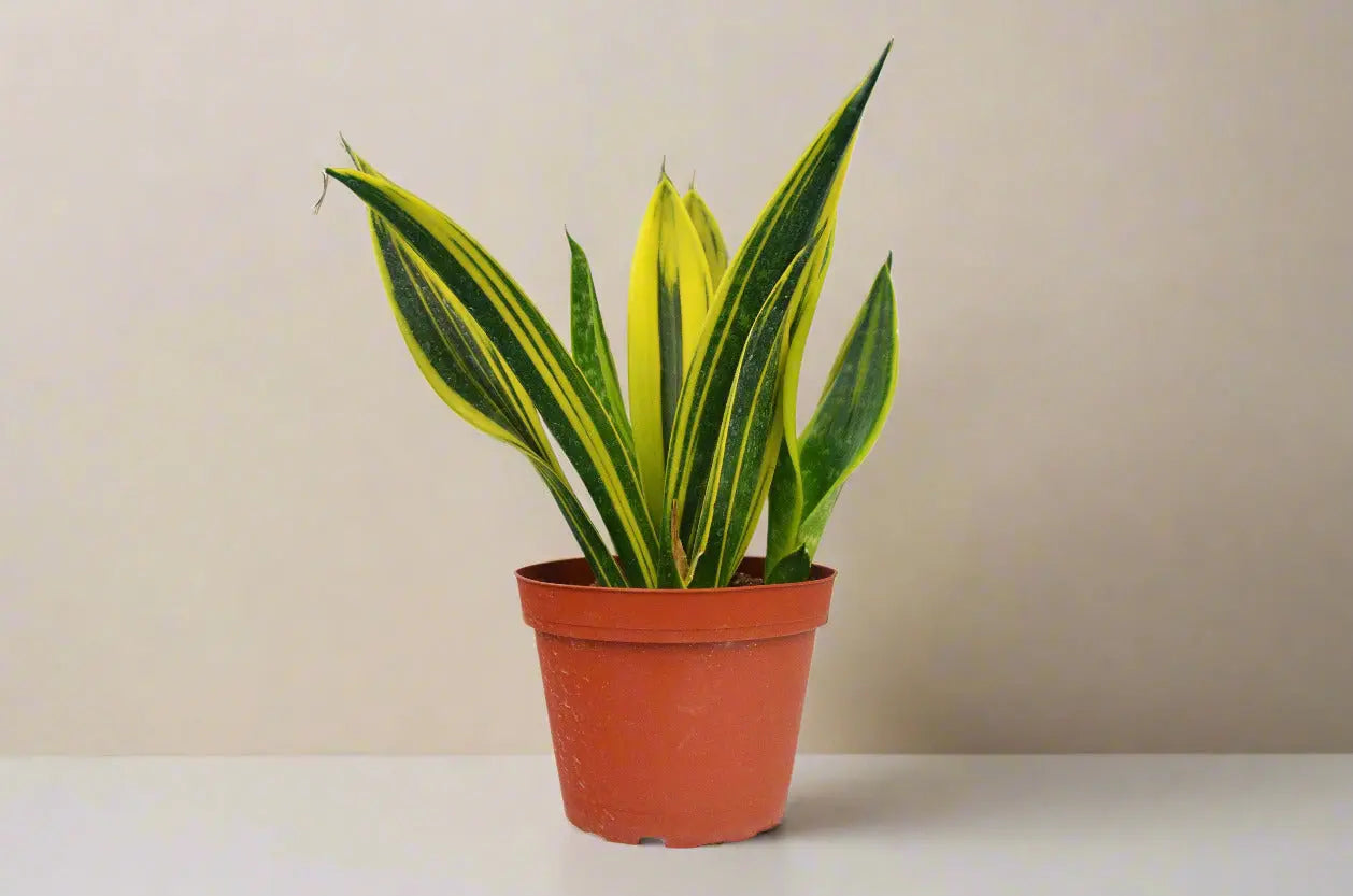 Snake 'Gold Flame' House Plant Dropship Botani Haven