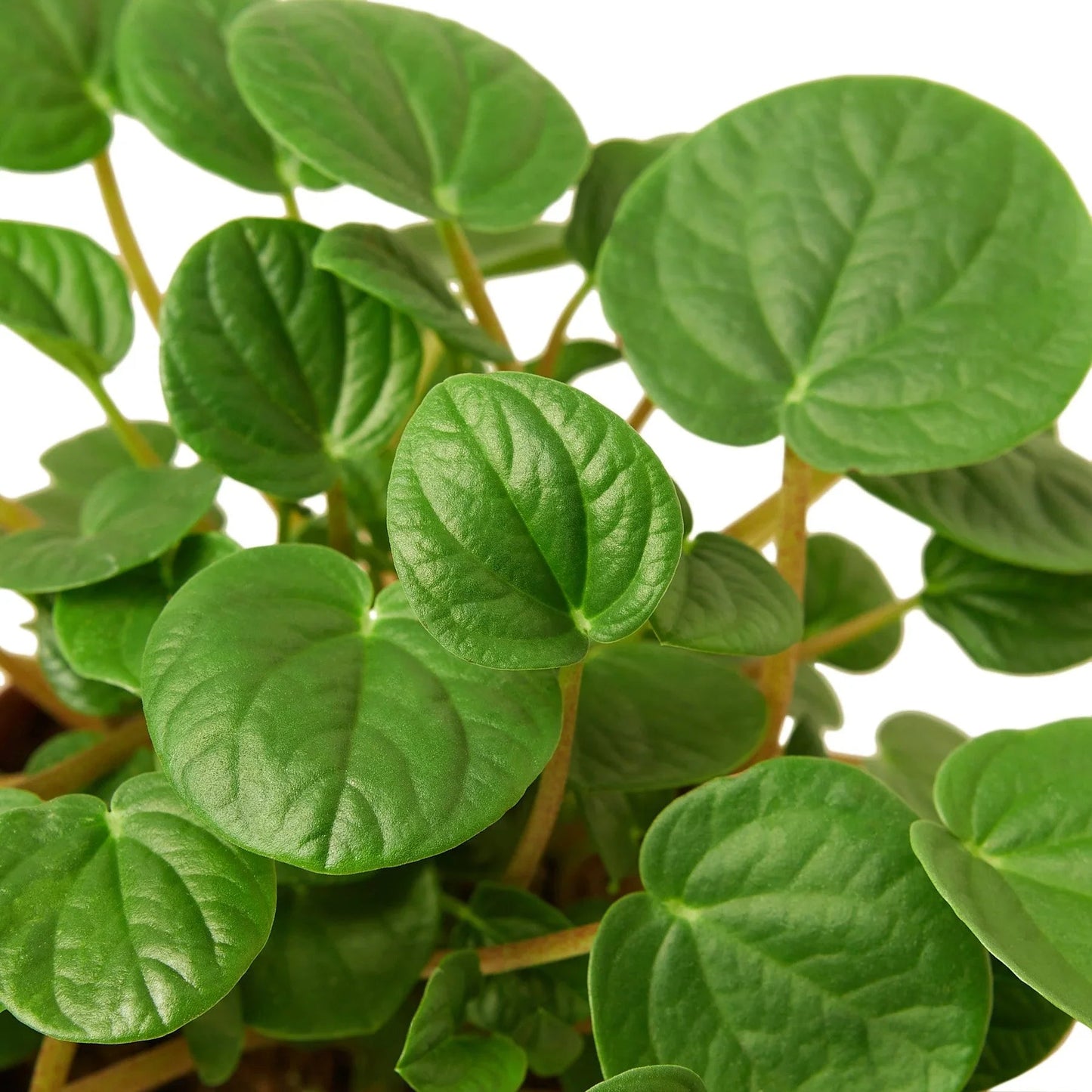 Peperomia 'Rana Verde' House Plant Dropship Botani Haven
