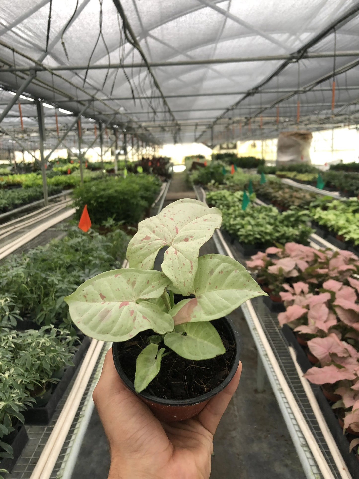 Syngonium 'Milk Confetti' House Plant Dropship Botani Haven