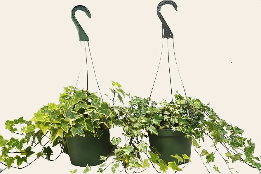 2 English Ivy Variety Pack - 6" Hanging Pot House Plant Dropship Botani Haven