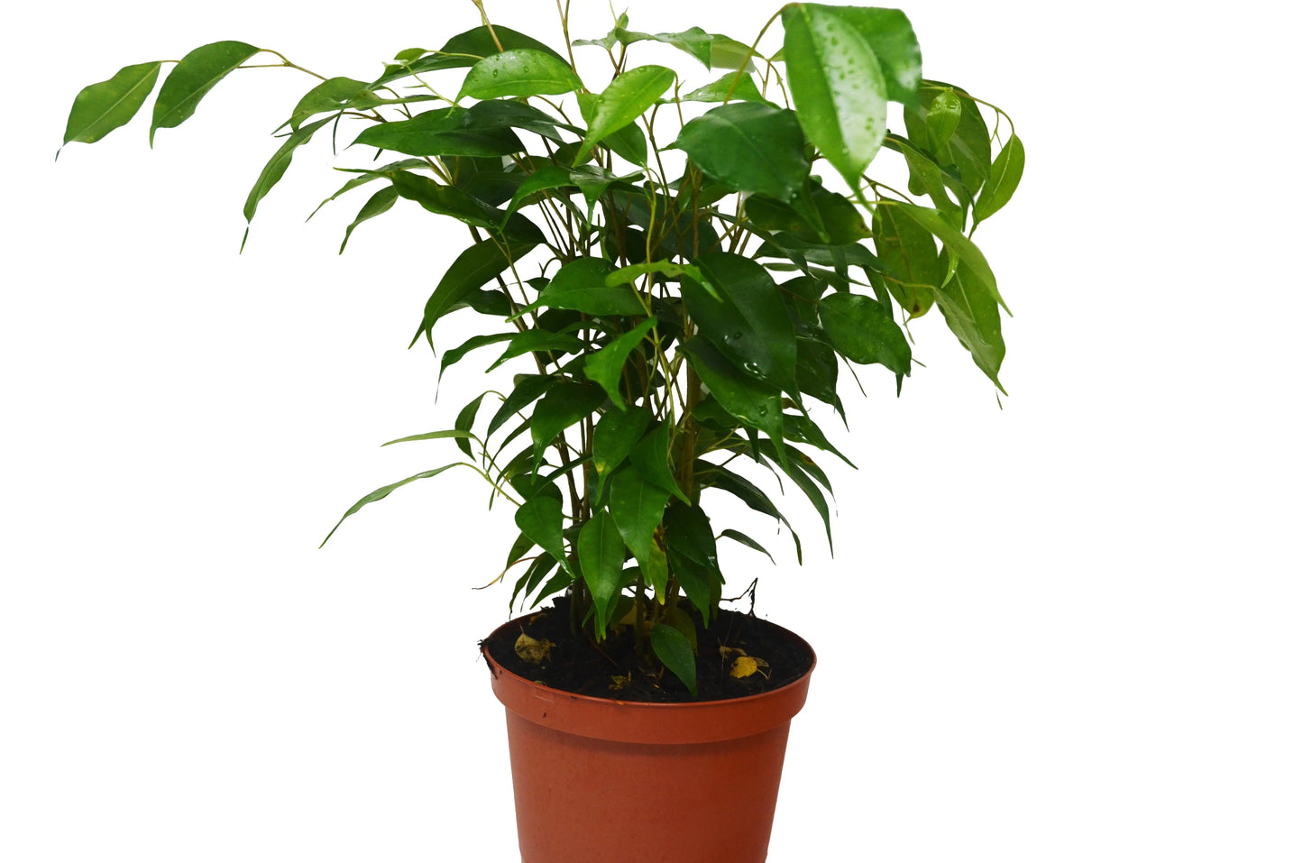 Ficus 'Benjamina' House Plant Dropship Botani Haven