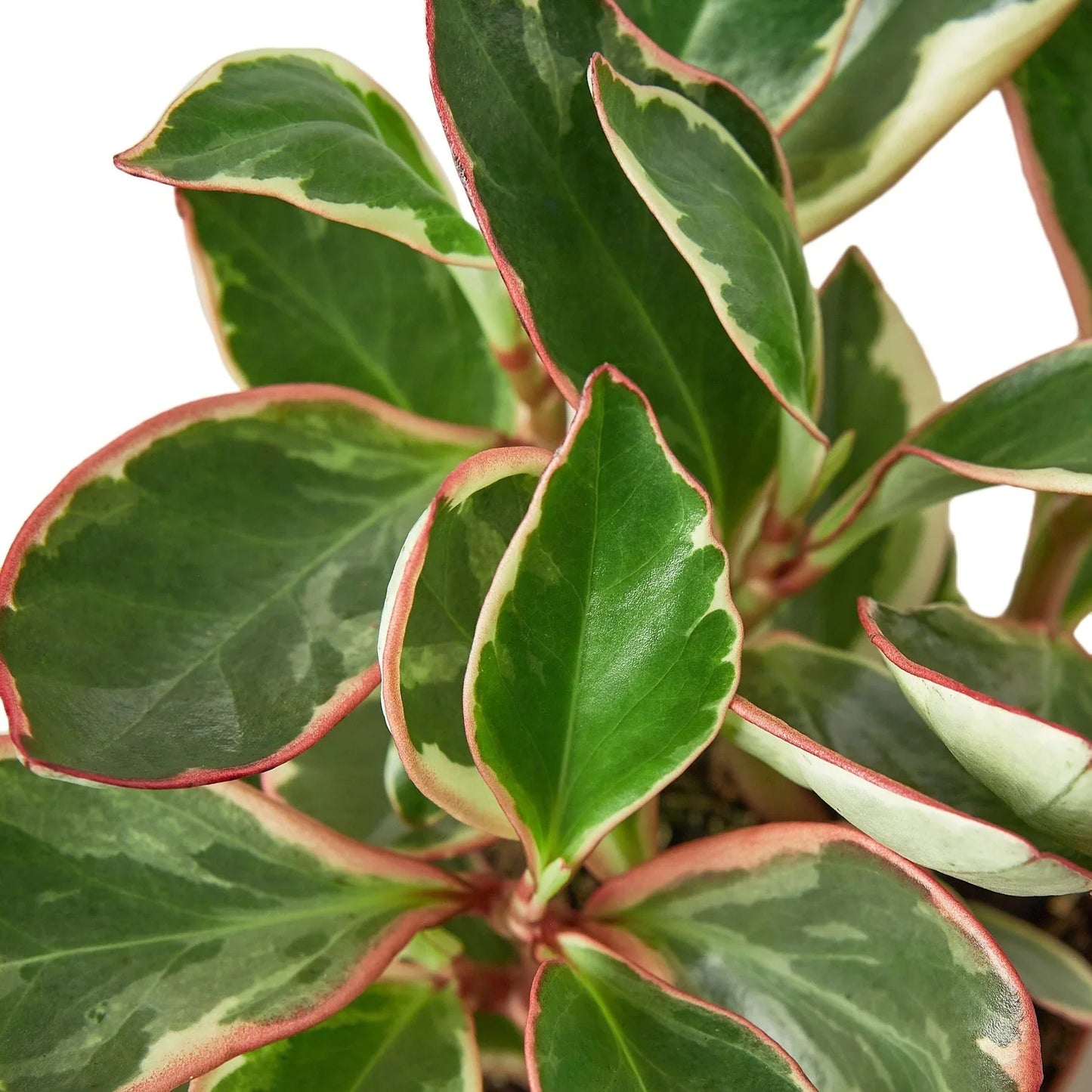 Peperomia 'Ginny' House Plant Dropship Botani Haven