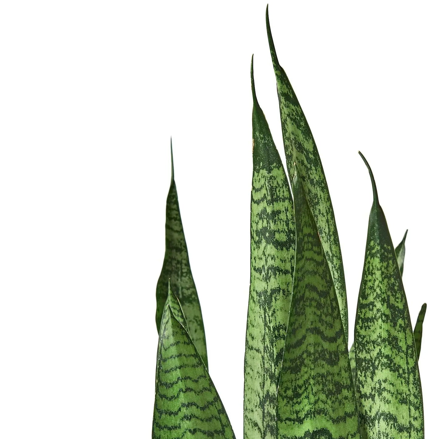 Snake Plant 'Zeylanica' House Plant Dropship Botani Haven