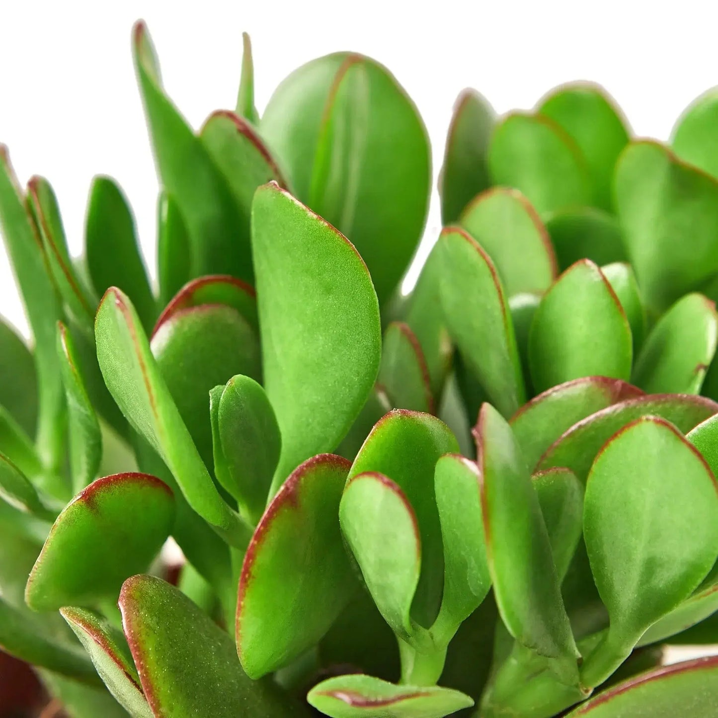 Succulent Crassula 'Jade' House Plant Dropship Botani Haven