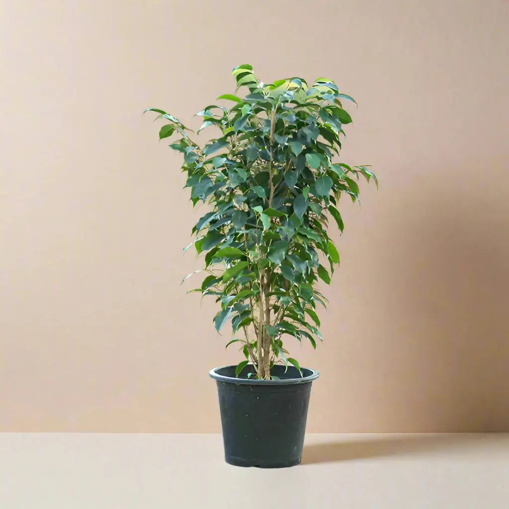 Ficus 'Benjamina' House Plant Dropship Botani Haven