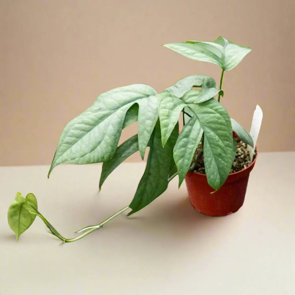 Amydrium 'Silver' House Plant Dropship Botani Haven