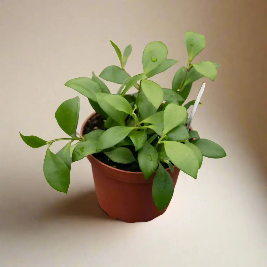 Hoya 'Heuschkeliana' House Plant Dropship Botani Haven