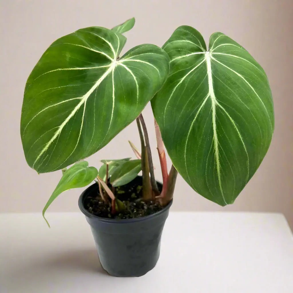 Philodendron 'Gloriosum' House Plant Dropship Botani Haven