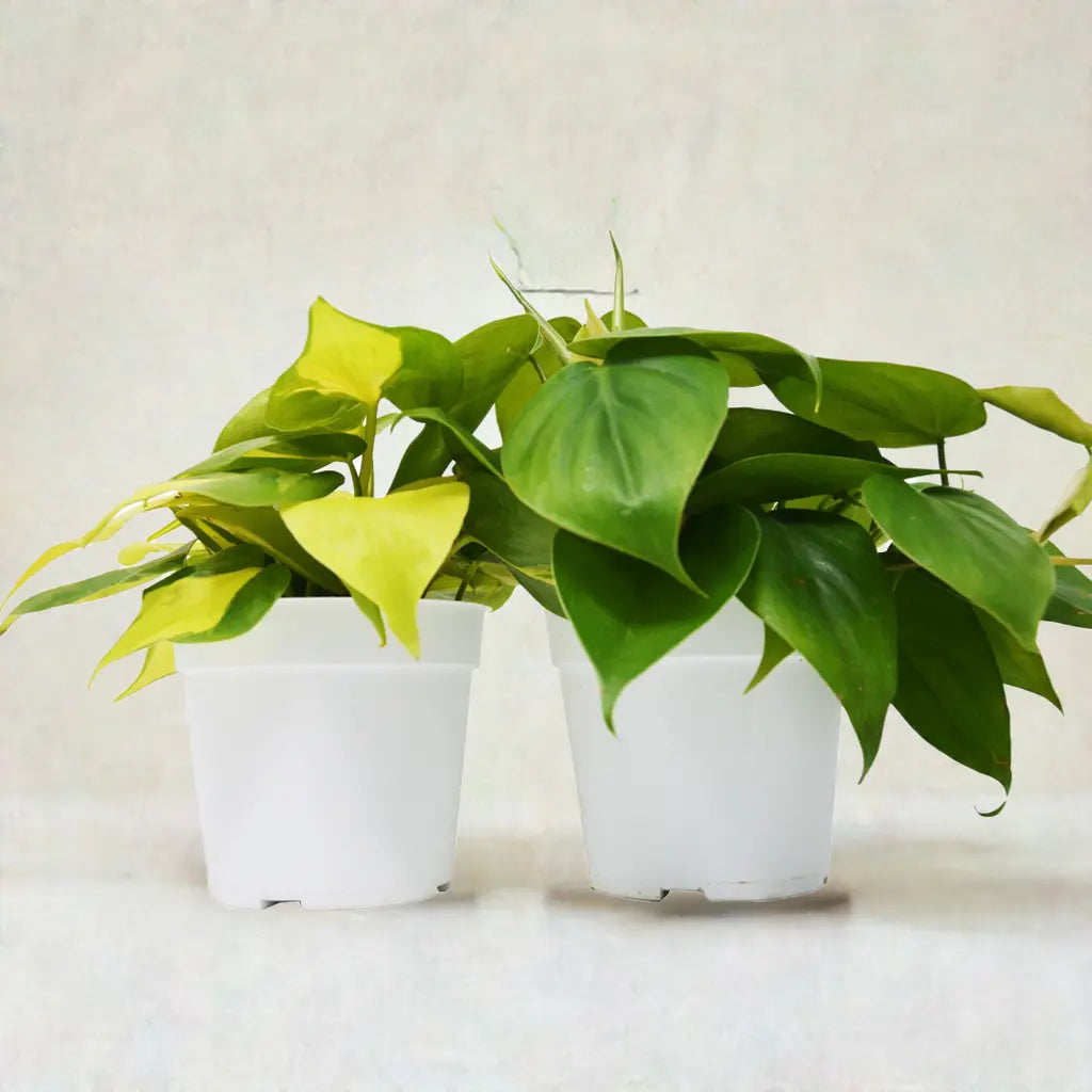 2 Philodendron Variety Pack - 4" Pots House Plant Dropship Botani Haven