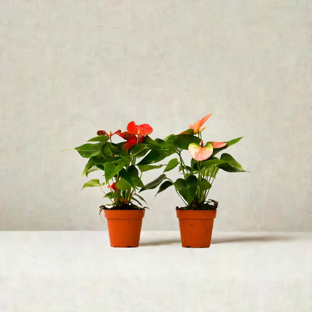 2 Anthurium Variety Pack - 4" Pots House Plant Dropship Botani Haven