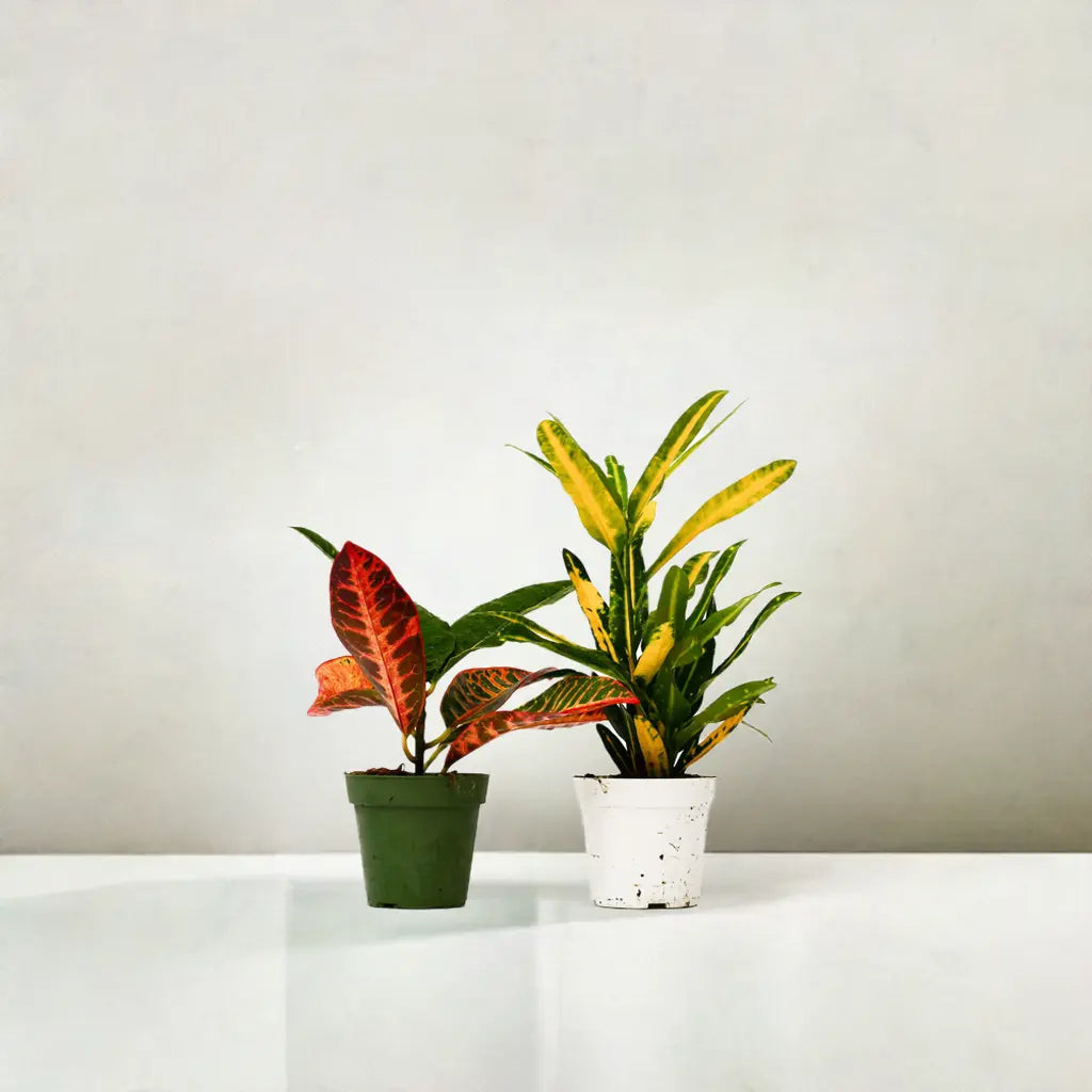 2 Croton Variety Pack - 4" Pot House Plant Dropship Botani Haven