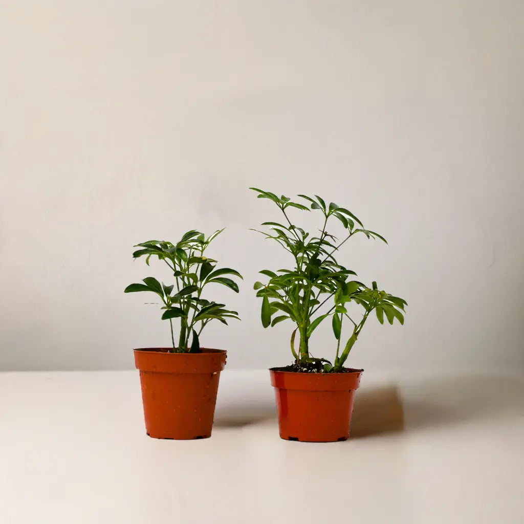 2 Different Schefflera Plants Variety Pack - 4" Pot House Plant Dropship Botani Haven