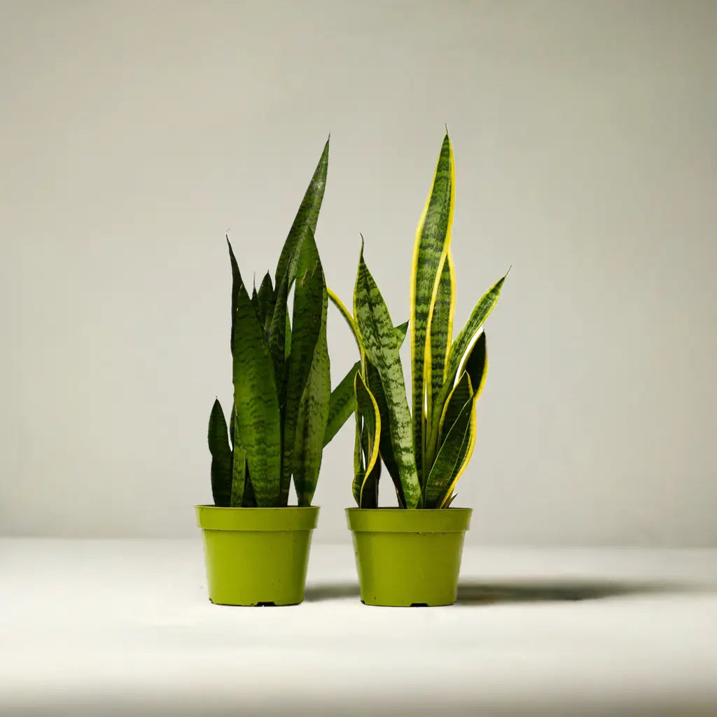 2 Snake (Sansevieria) Plant Variety Pack - 6" Pot House Plant Dropship Botani Haven