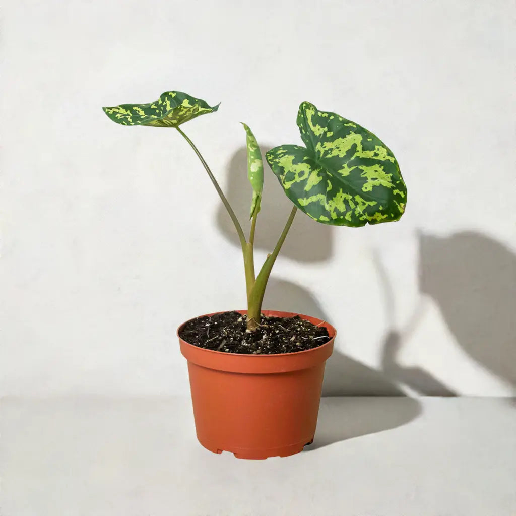 Alocasia 'Hilo Beauty' House Plant Dropship Botani Haven