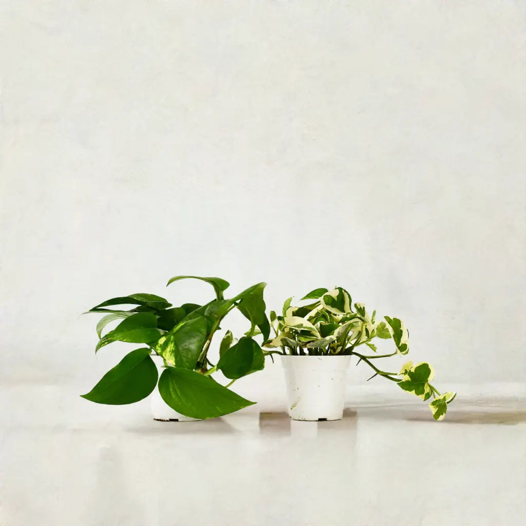 2 Pothos Variety Pack - 4" Pot House Plant Dropship Botani Haven