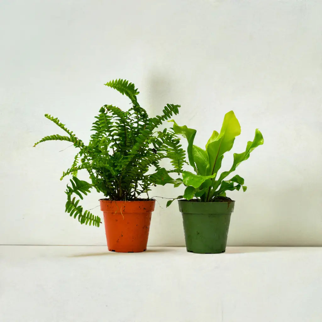 2 Fern Variety Pack - 4" Pot House Plant Dropship Botani Haven