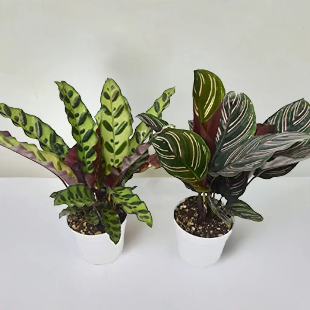2 Calathea Plants Variety Pack in 4" Pots House Plant Dropship Botani Haven