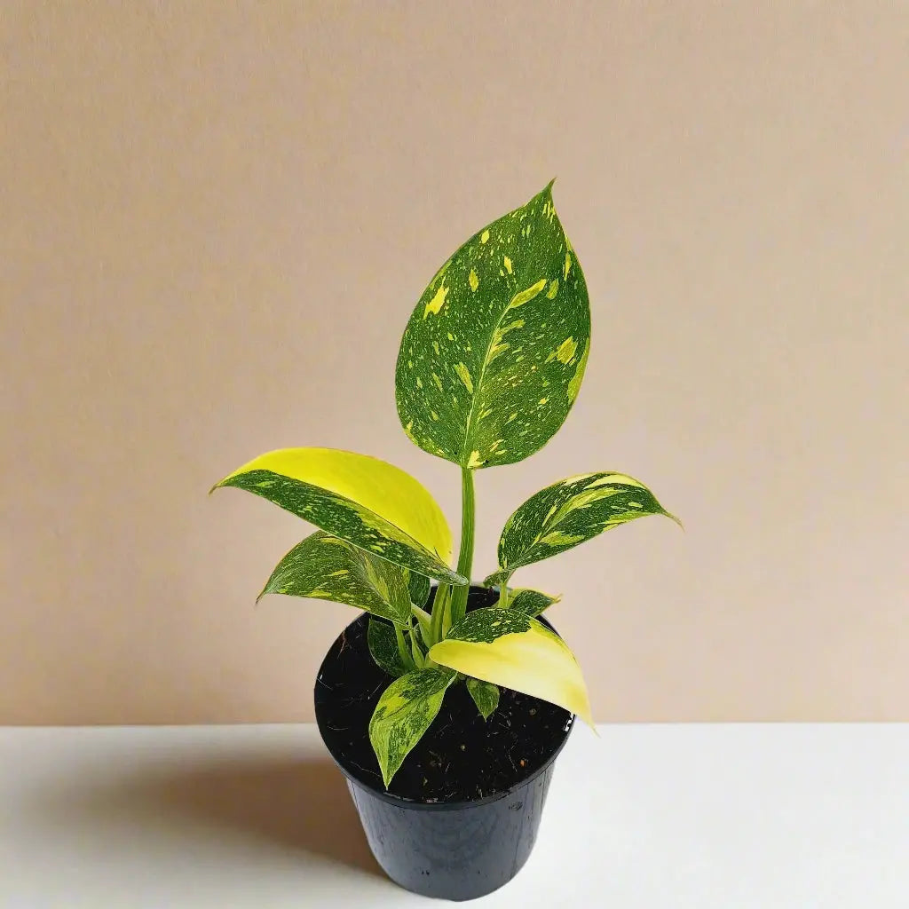 Philodendron 'Congo Green Variegated' House Plant Dropship Botani Haven