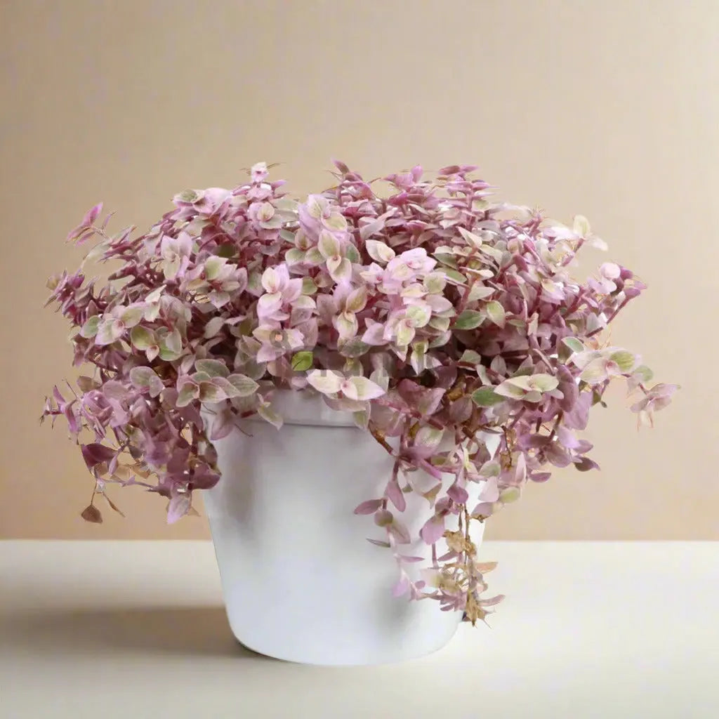 Tradescantia Callisia 'Pink Panther' House Plant Dropship Botani Haven