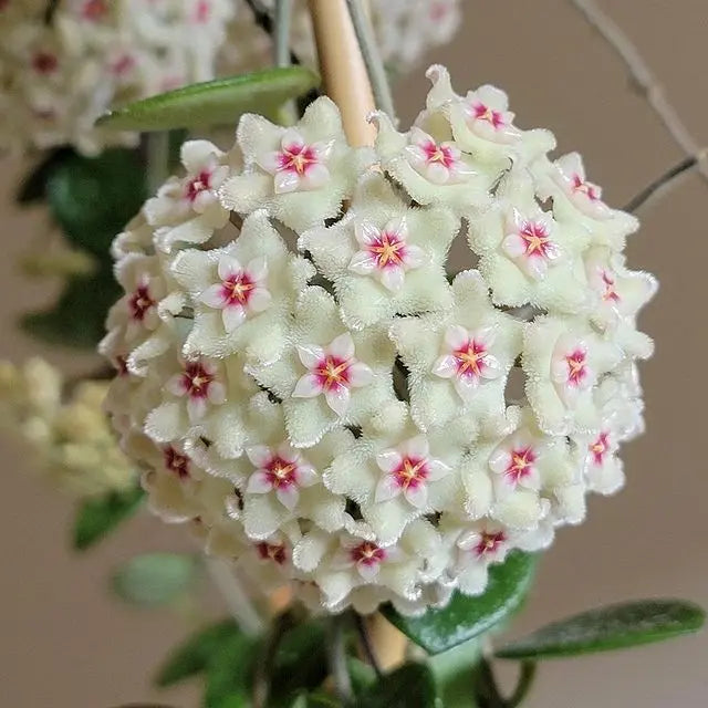 Hoya 'Chouke' House Plant Dropship Botani Haven