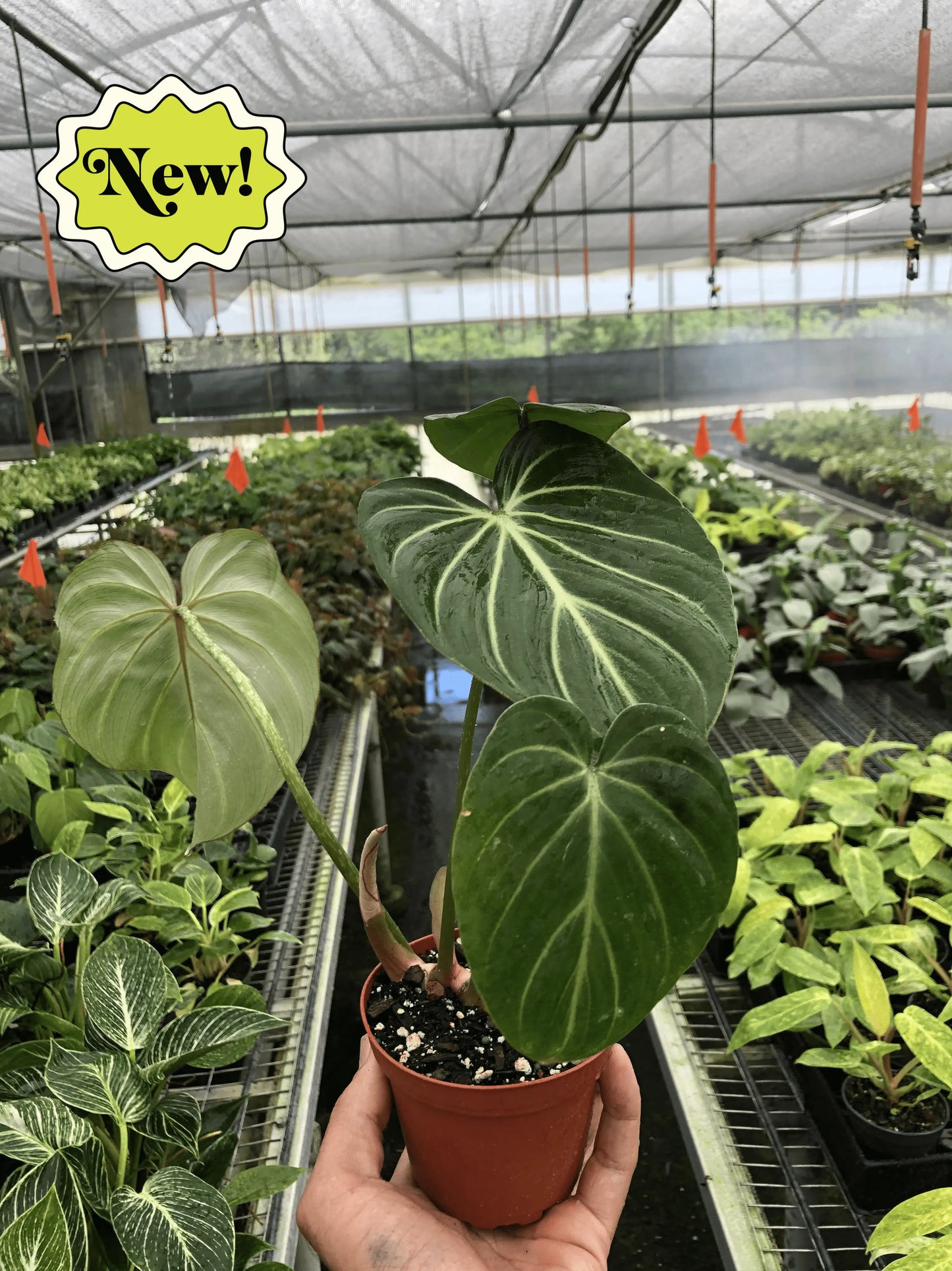 Philodendron 'Gloriosum' House Plant Dropship Botani Haven