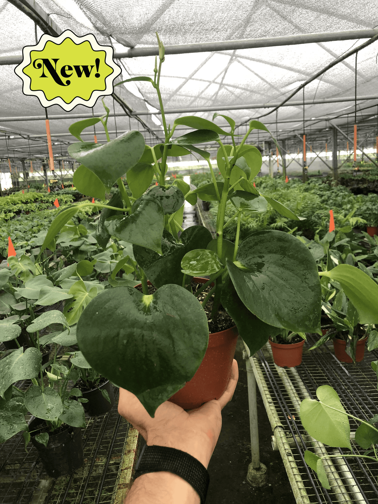 Peperomia 'Raindrop' House Plant Dropship Botani Haven