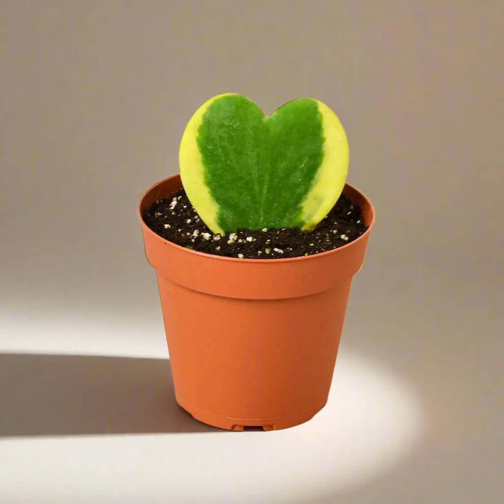 Hoya 'Sweetheart Variegated' House Plant Dropship Botani Haven