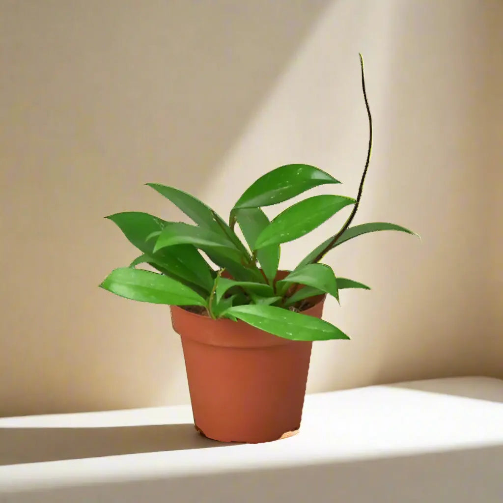 Hoya 'Publicalyx' House Plant Dropship Botani Haven