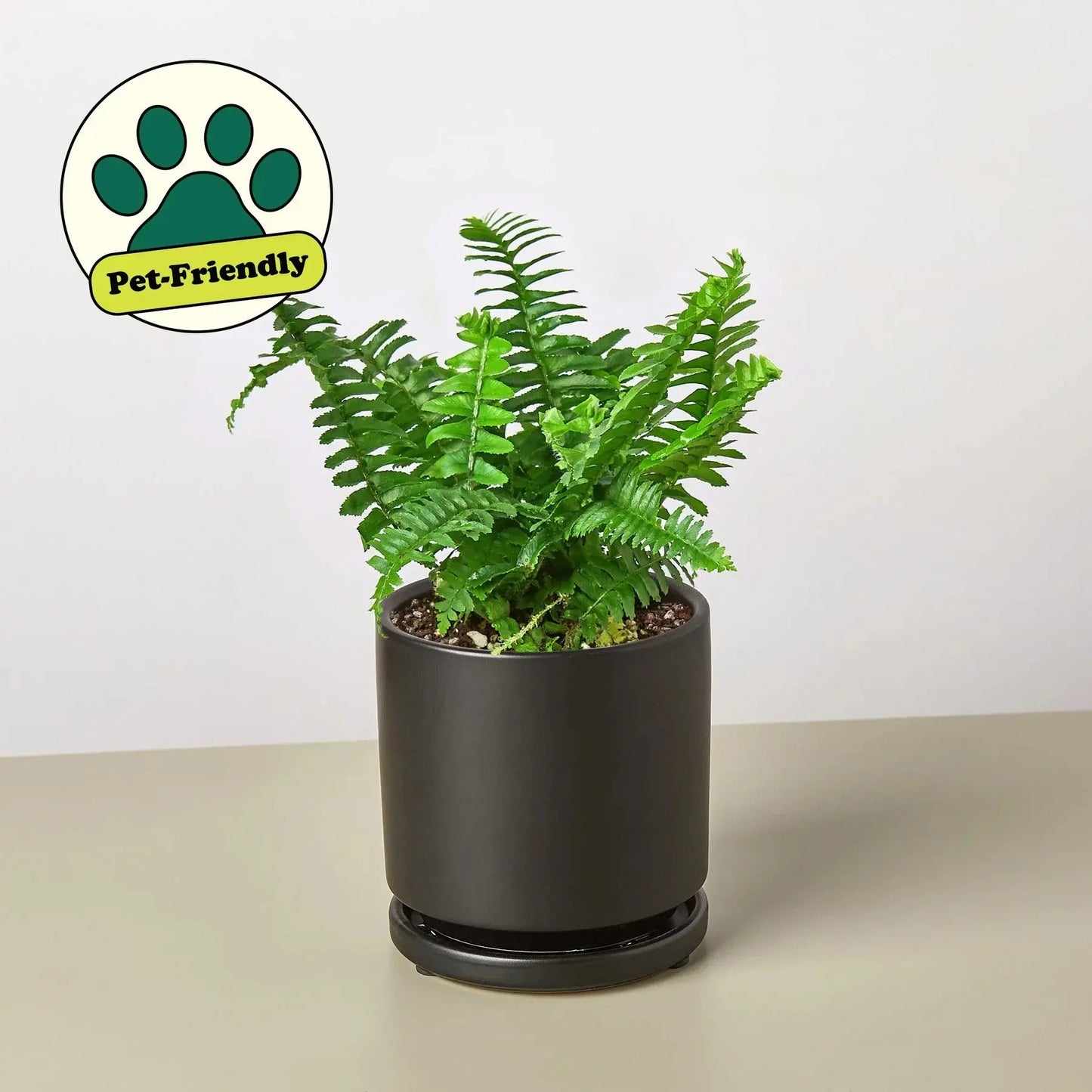 Fern 'Jester's Crown' House Plant Dropship Botani Haven