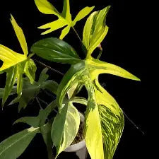 Philodendron 'Florida Beauty' Variegated House Plant Dropship Botani Haven