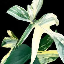 Philodendron 'Florida Beauty' Variegated House Plant Dropship Botani Haven