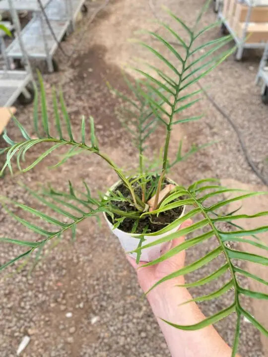 Philodendron 'Tortum' House Plant Dropship Botani Haven