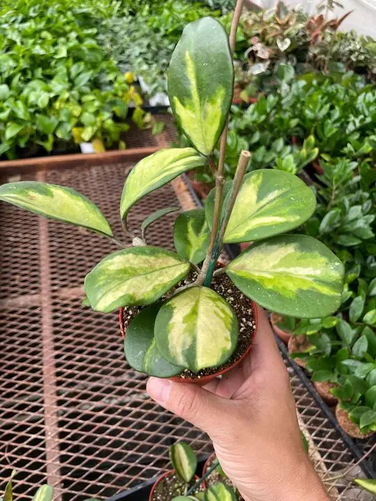 Hoya 'Obovata Reverse' House Plant Dropship Botani Haven