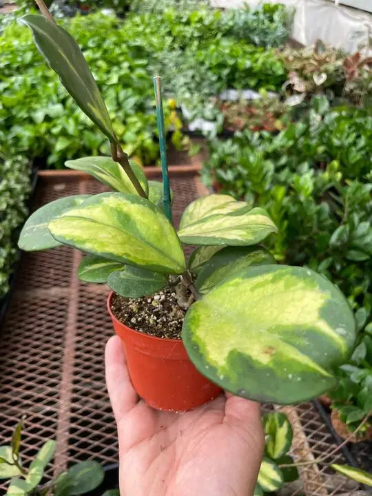 Hoya 'Obovata Reverse' House Plant Dropship Botani Haven
