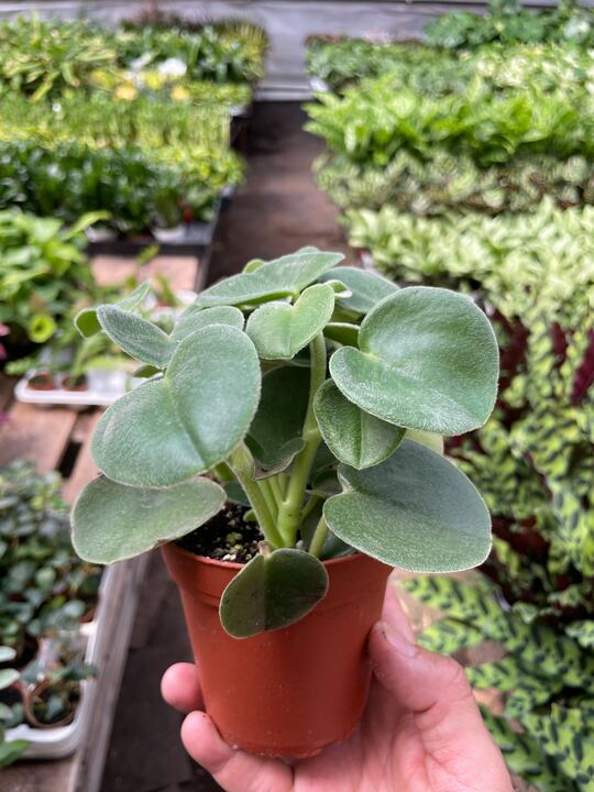 Peperomia 'Felted' House Plant Dropship Botani Haven