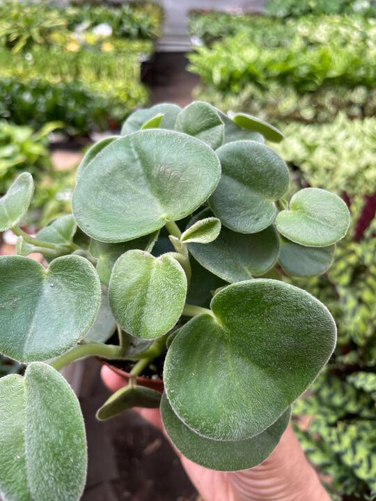 Peperomia 'Felted' House Plant Dropship Botani Haven
