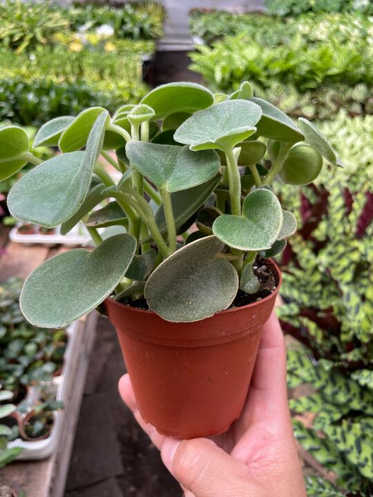 Peperomia 'Felted' House Plant Dropship Botani Haven