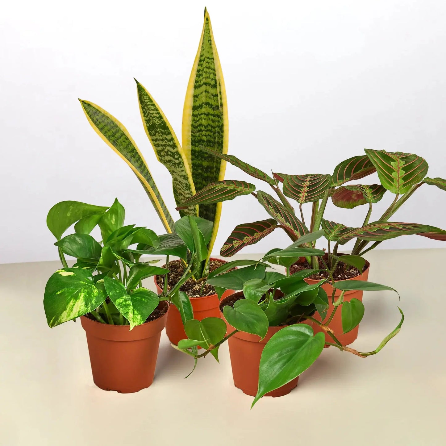 4 Low Light Plants Variety Pack 3" Pots House Plant Dropship Botani Haven