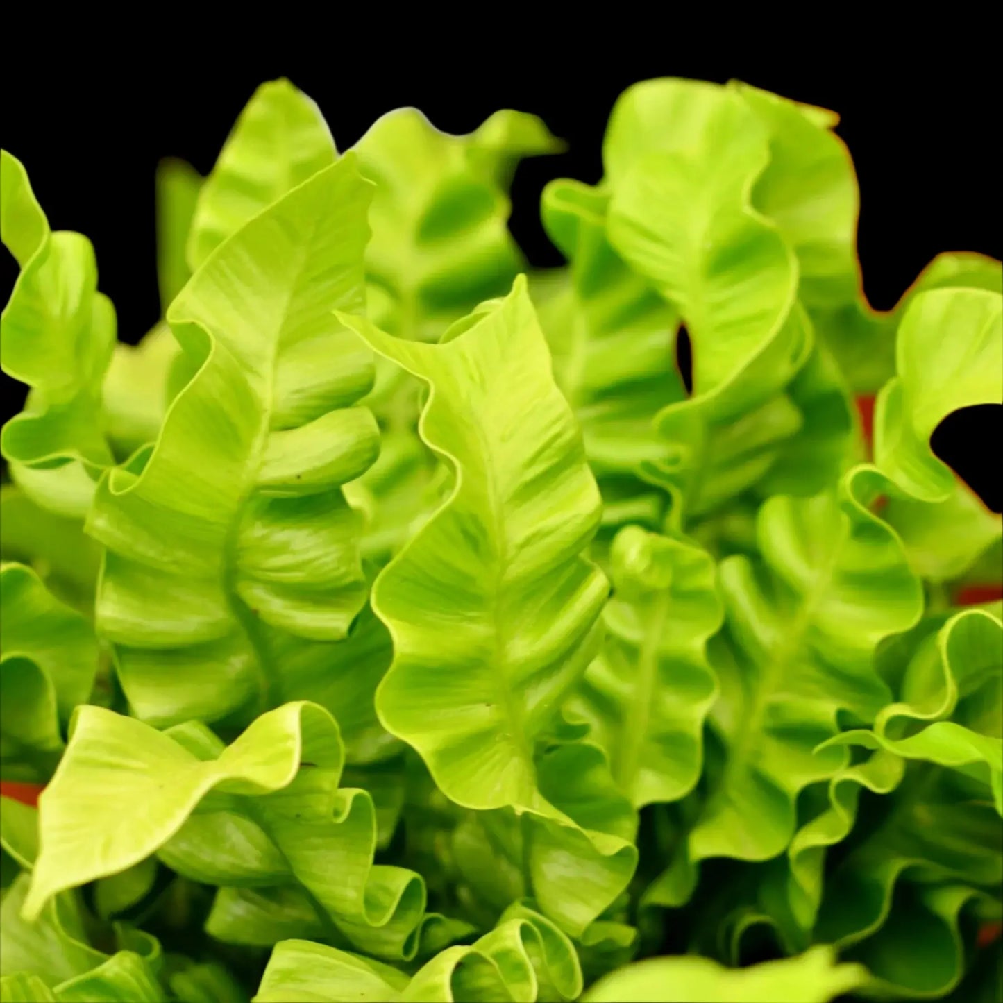 Fern 'Green Flame' House Plant Dropship Botani Haven