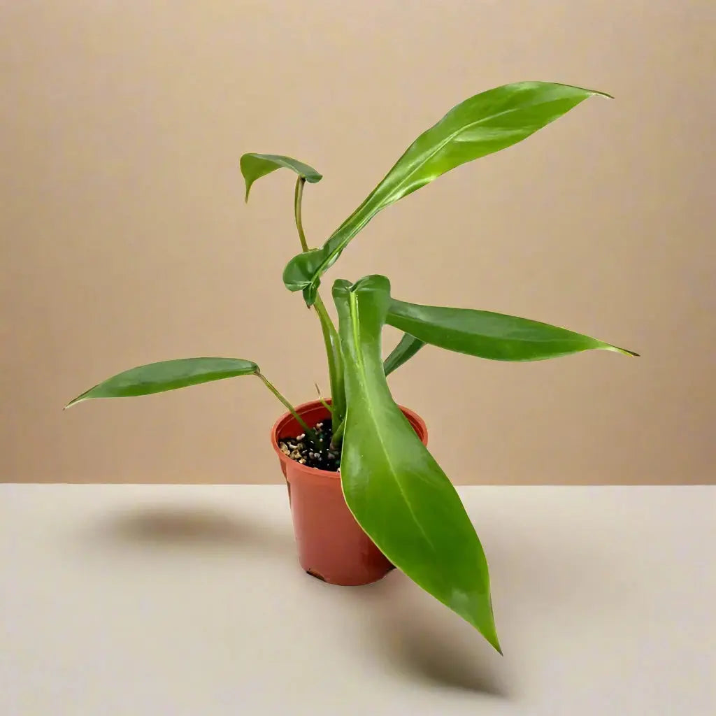 Philodendron 'Joepii' House Plant Dropship Botani Haven