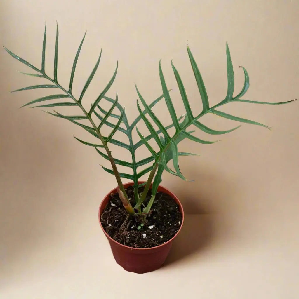 Philodendron 'Tortum' House Plant Dropship Botani Haven
