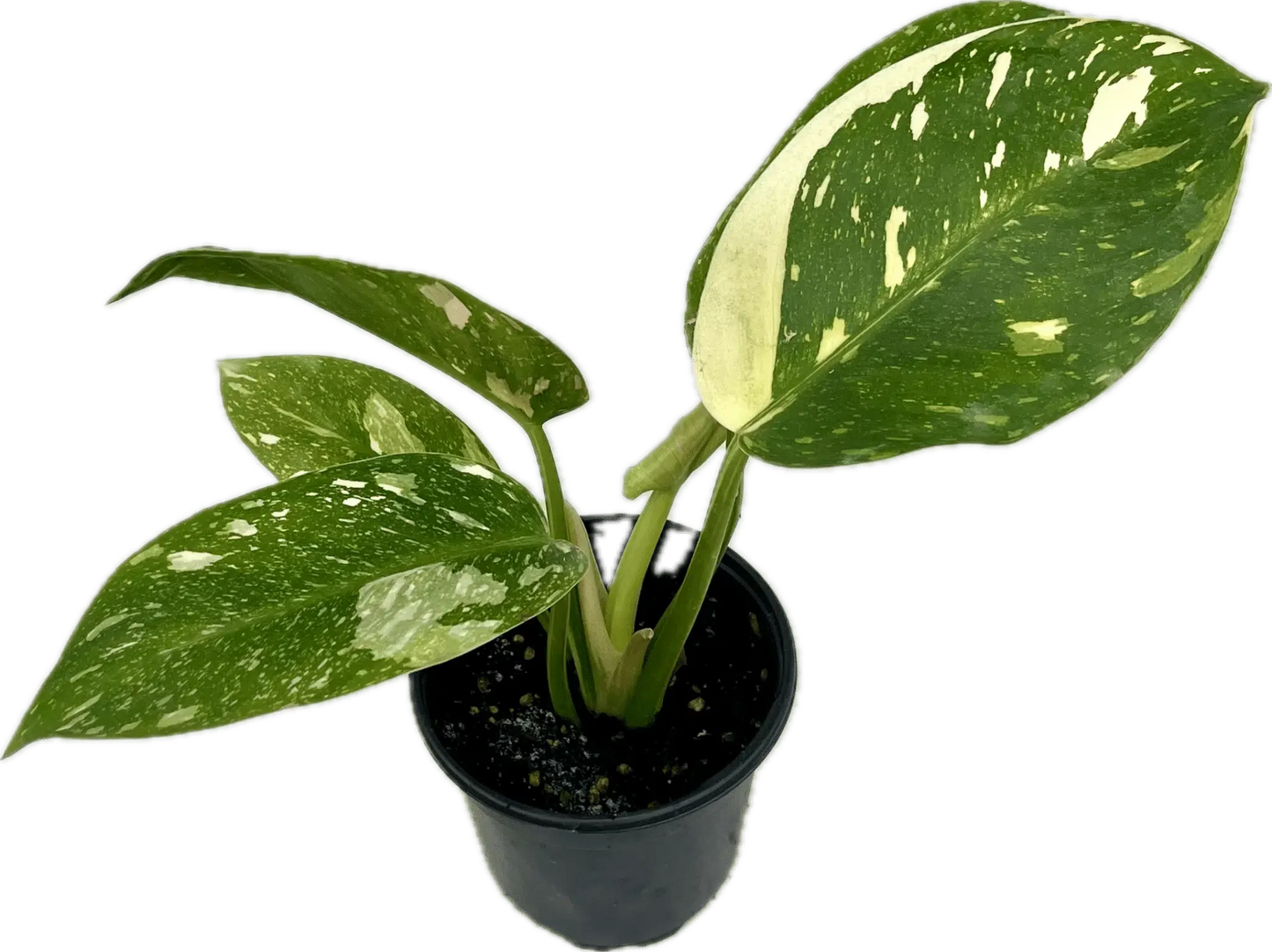 Philodendron 'Congo Nuclear' House Plant Dropship Botani Haven