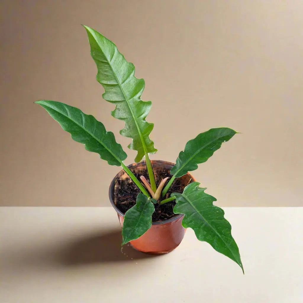 Philodendron 'Jungle Boogie' House Plant Dropship Botani Haven