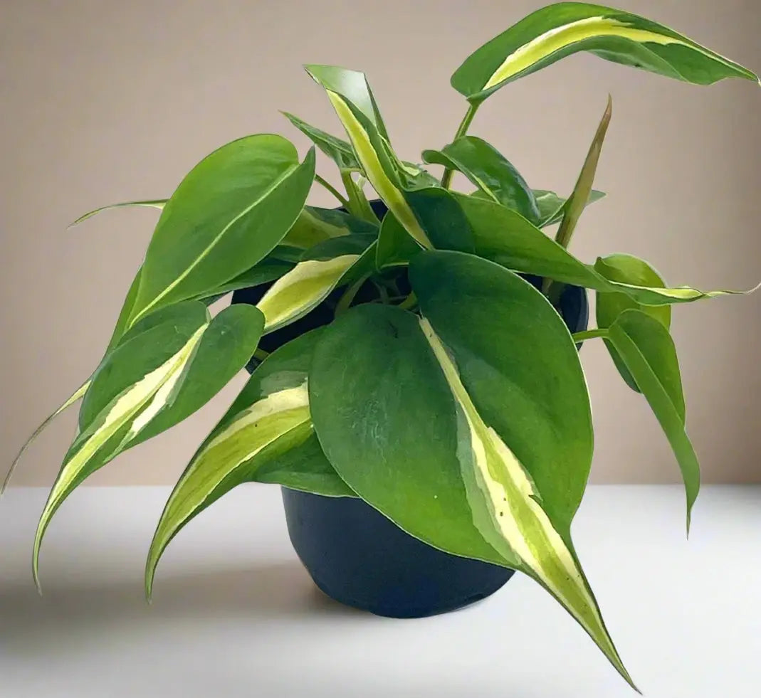 Philodendron 'Silver Stripe' House Plant Dropship Botani Haven