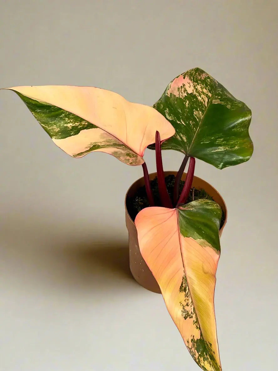 Philodendron 'Strawberry Shake' House Plant Dropship Botani Haven