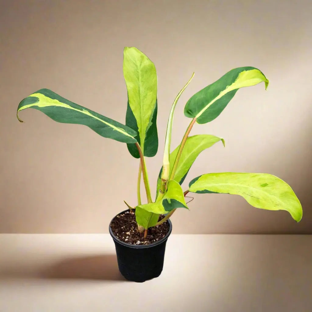 Philodendron 'Thai Sunrise' House Plant Shop Botani Haven