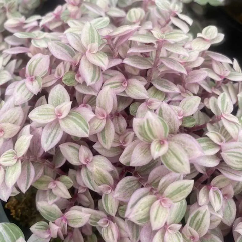 Tradescantia Callisia 'Pink Panther' House Plant Dropship Botani Haven