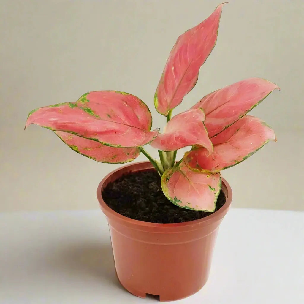 Chinese Evergreen 'Pink Pearl' House Plant Dropship Botani Haven