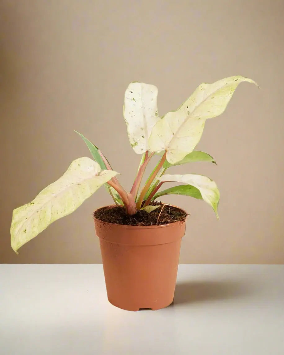 Philodendron 'Snowdrift' House Plant Dropship Botani Haven