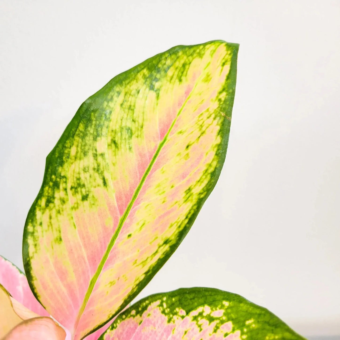 Chinese Evergreen 'Pink Pearl' House Plant Dropship Botani Haven